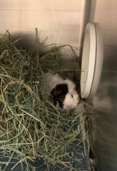 Rescue Guinea Pig Guinea Pigs for Adoption in San Jose, California - JUSTIN | PetCurious